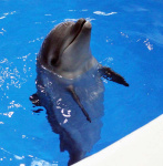 かごしま水族館のイルカ（同館提供）