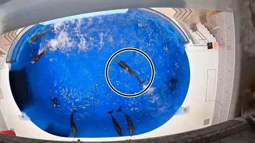１頭だけのイルカ（実線内）は当初の泳ぎを変えて他の２頭に合流しようとする＝山本知里さん提供の動画から