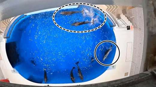 合図で左へ泳ぎ始める２頭のイルカ（破線内）と右へ泳ぎ始める１頭（実線内）＝山本知里さん提供の動画から