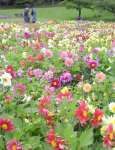 四季折々の花が楽しめるフラワーパークかごしま＝５月、指宿市