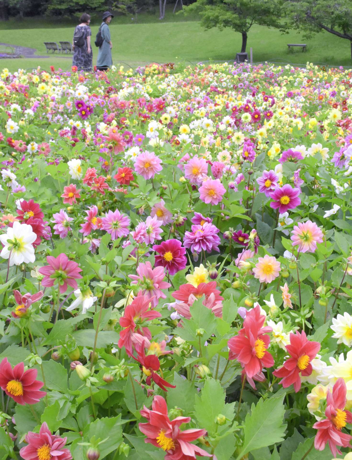 四季折々の花が楽しめるフラワーパークかごしま＝５月、指宿市