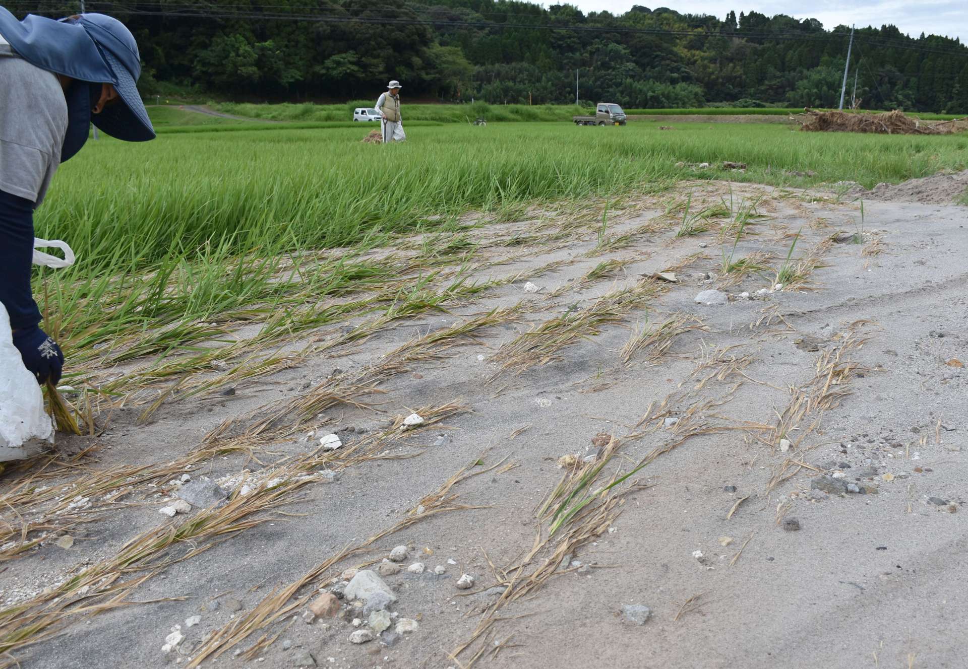 ８日の大雨で近くの網掛川から土砂が流れ込み、稲が枯れ始めた田んぼ＝８月２０日、姶良市加治木町小山田