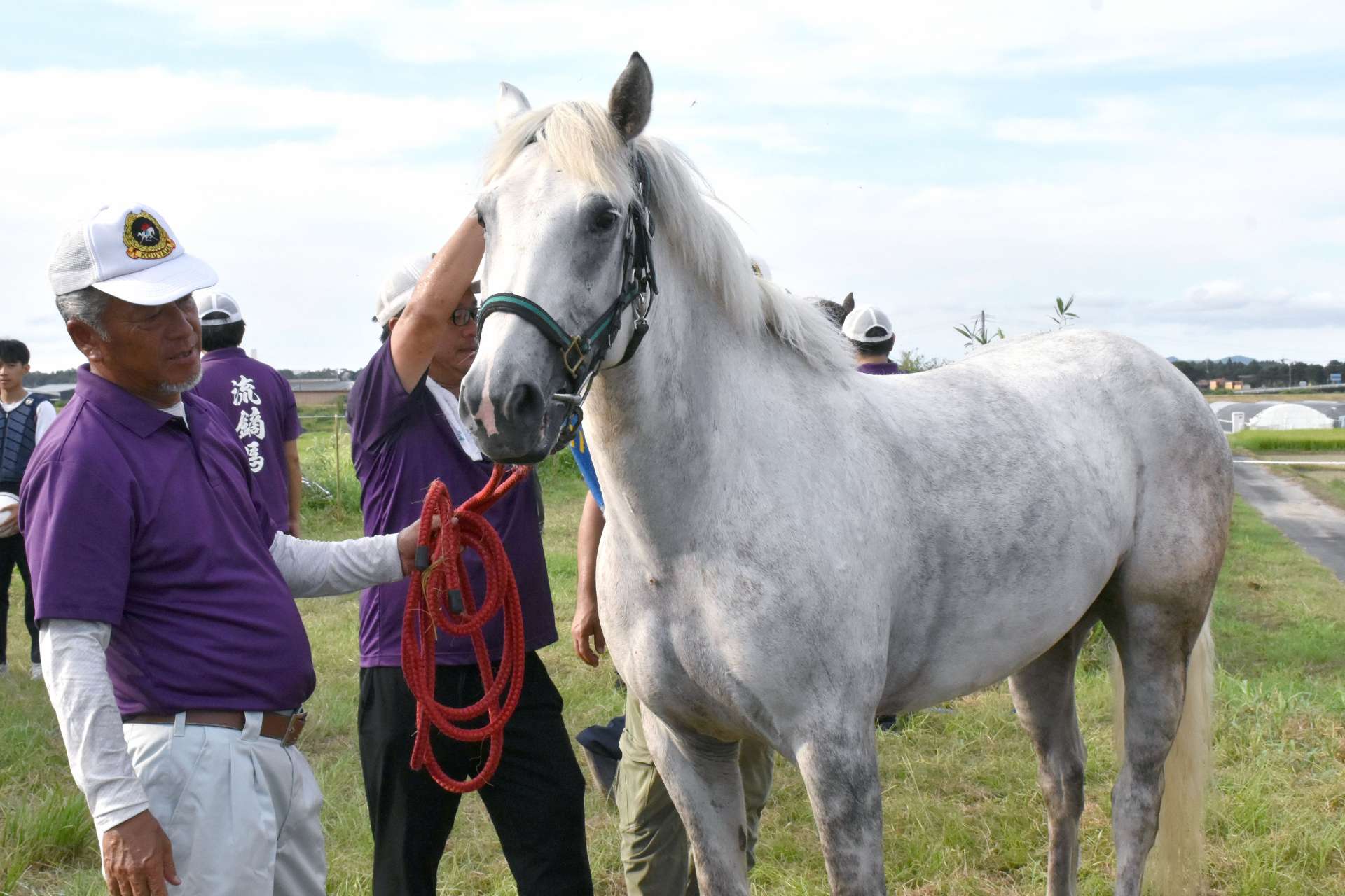 新たに購入した神馬「白流」