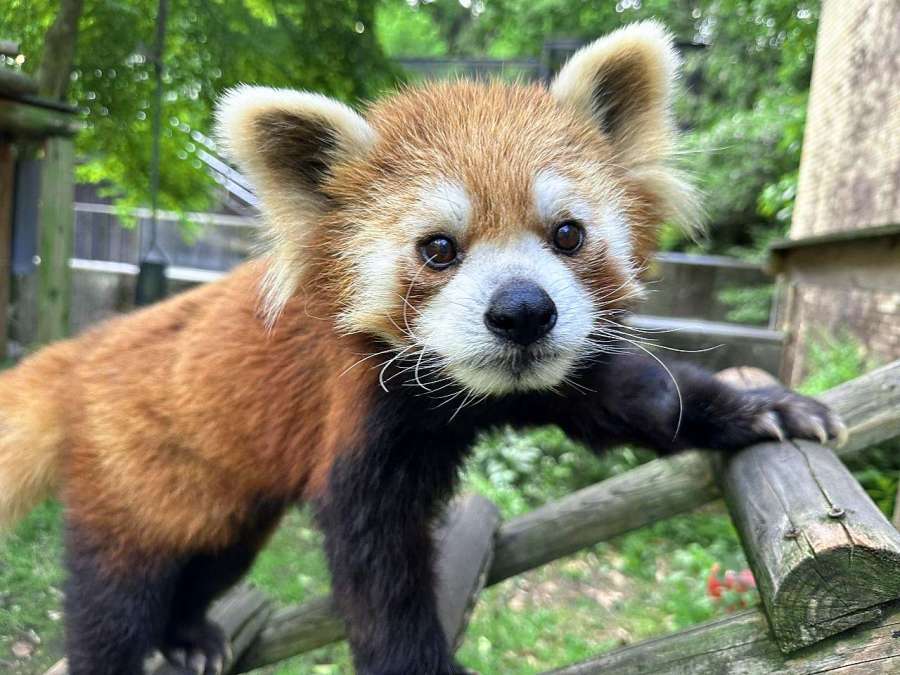生前のスバル（平川動物公園提供）