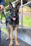 ２カ月連続でお手柄を挙げるなど活躍した警察犬ウォルト号＝７月３０日、指宿市の指宿警察署