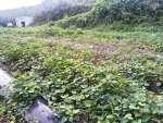 〈関連〉基腐病の被害を受けた三島村の芋畑＝９月２５日、同村黒島（三島村役場提供）