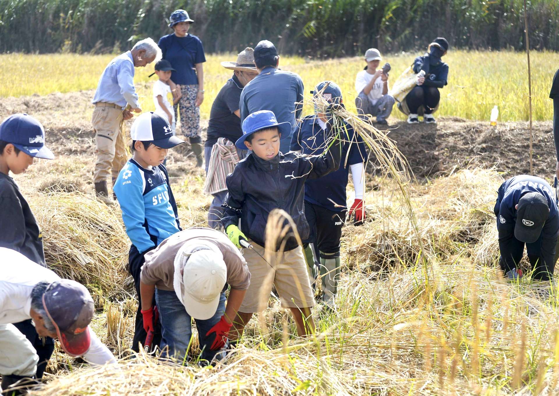 赤米の稲を収穫する児童ら＝南種子町茎永