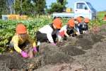 地域の農家の協力で、芋掘りを体験する児童＝指宿市山川岡児ケ水