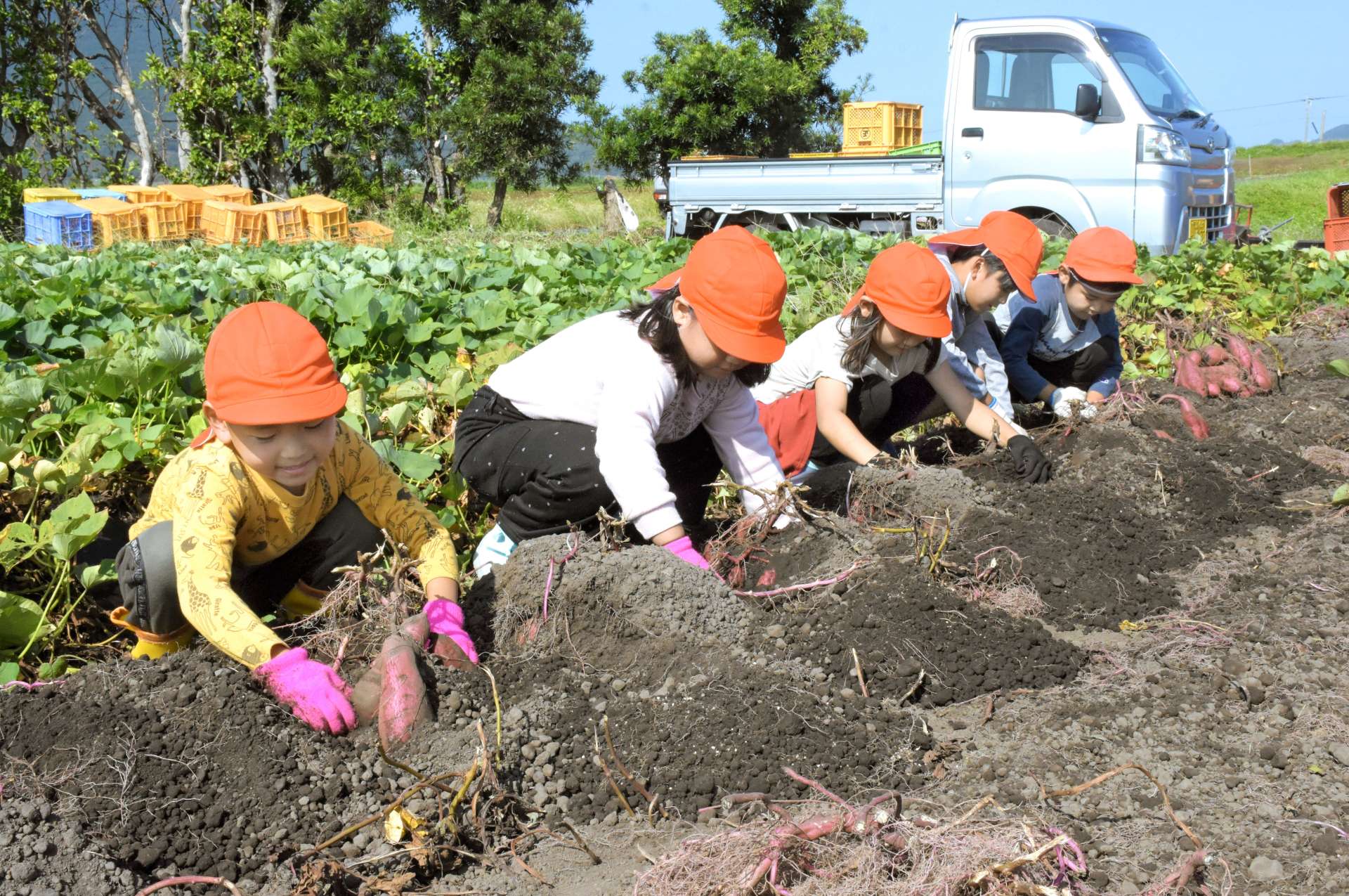 地域の農家の協力で、芋掘りを体験する児童＝指宿市山川岡児ケ水