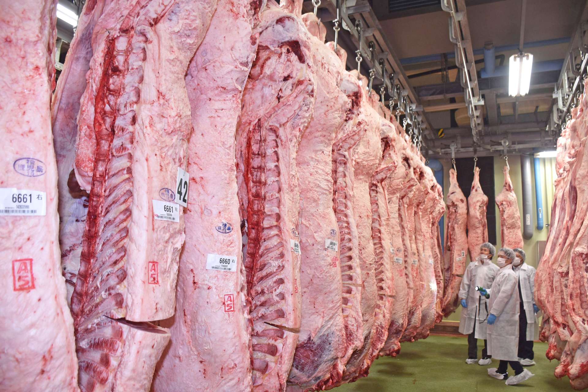 冷蔵庫に並ぶ出品牛の枝肉＝２２日、曽於市末吉のナンチク