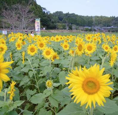 （別カット）見頃を迎えた大久保集落のヒマワリ＝２７日、鹿児島県南九州市川辺町本別府