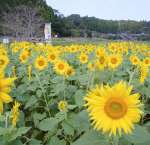 （別カット）見頃を迎えた大久保集落のヒマワリ＝２７日、鹿児島県南九州市川辺町本別府