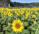 見頃を迎えた大久保集落のヒマワリ＝２７日、鹿児島県南九州市川辺町本別府