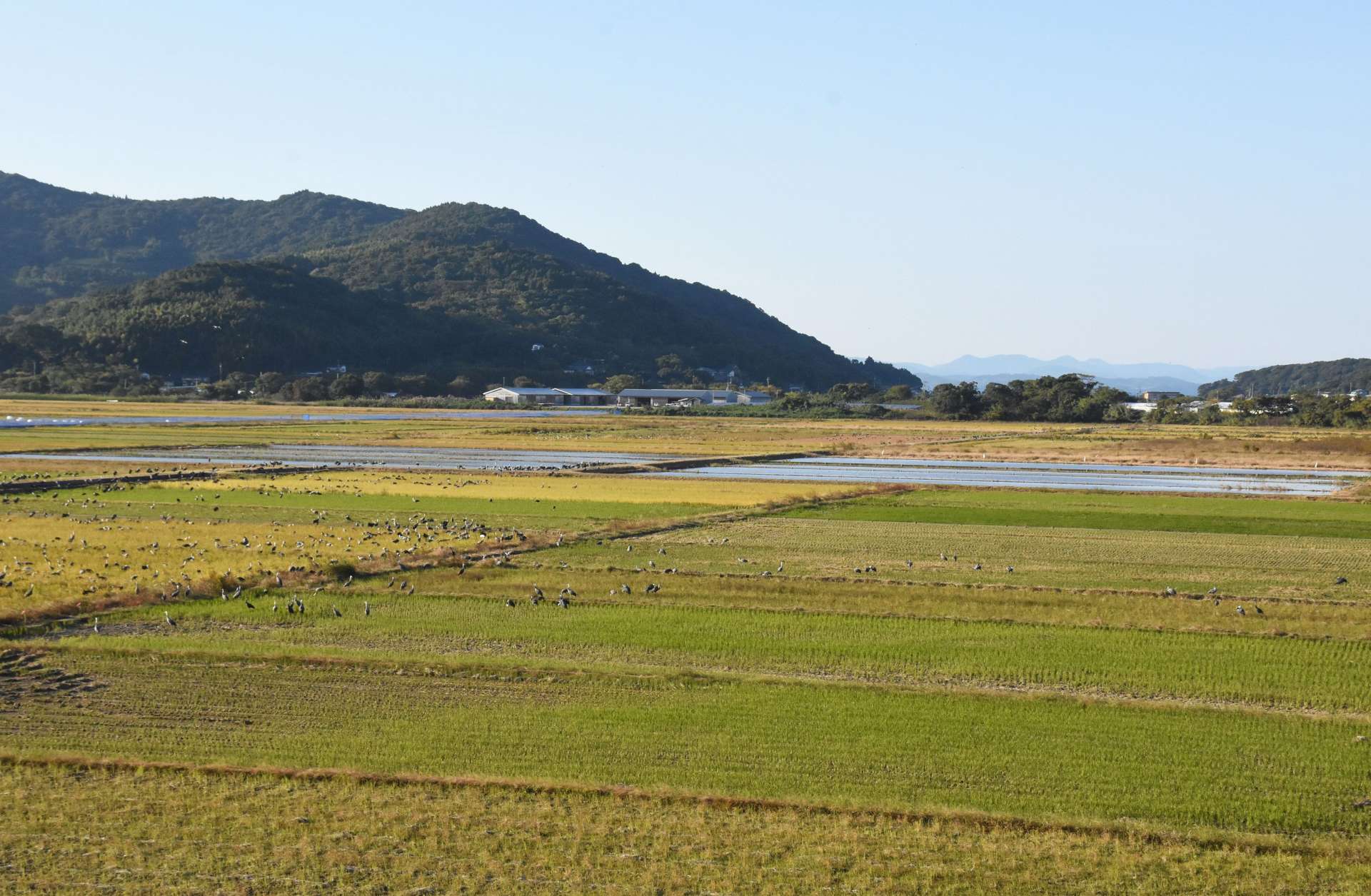 荒崎にある野鳥のねぐら＝７日午後、出水市荘