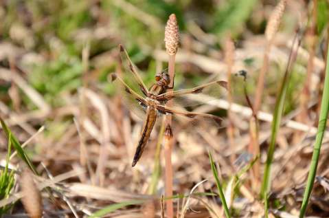 つくしに止まるベッコウトンボの成虫＝１４日、薩摩川内市祁答院の藺牟田池