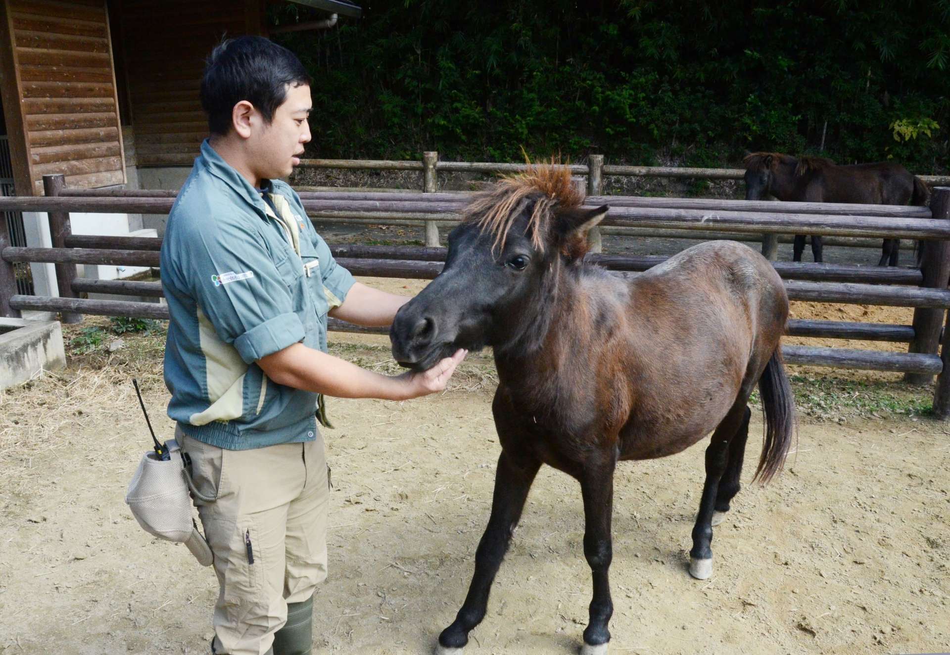 飼育員の鈴木大河さんにじゃれつくトカラウマの雄ハルキ＝７日、鹿児島市の平川動物公園