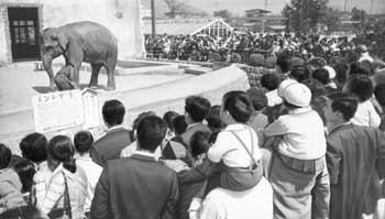 昭和45年、春休み最後の日曜日、大勢の人でにぎわう鹿児島市の鴨池動物園。「満員御礼にゾウさんも一役」