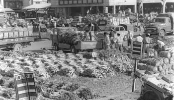 昭和36年、鹿児島市の中央市場。入荷が年々増加し収容限度をオーバーした野菜は、周辺の道路にまであふれた。市民の間から「交通マヒ」と非難の声が…と当時の紙面に報じられた。