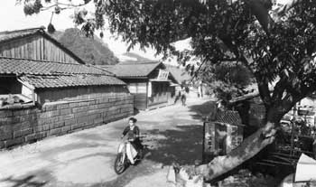 昭和37年、鹿児島市の鹿児島刑務所前通り（当時）。玉江橋に至る甲突川左岸のハゼの並木道でハゼノキ馬場と呼ばれていた。「数十本の巨樹が茂り、錦絵のように色づいた紅葉が美しい」と紹介。