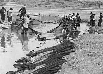 昭和30年3月、指宿市の池田湖。「琵琶湖とともに稚アユの生産地として有名な池田湖ではいま稚アユの採捕がはじまっている。地曳網で寄せあつめ、ワカサギやフナなどを取り除いたあと、稚アユだけをイケスに移すもの」と取り上げている。