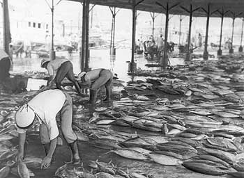 昭和29年、枕崎港に水揚げされたカツオ。「ことしの枕崎水産界は鼻高々。上半期水揚総額六億四千万円（うちカツオ約五億）は戦後最高。カツオのうち七割が市内加工業者に流れ、東京、阪神相場を相手にカツオ節製品の需注は白熱化している」と報じている。