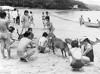 昭和53年7月、阿久根大島。当時の紙面では「海開き当日は早朝からあいにくの豪雨。若い男女も寒さにふるえがちだったが、昼ごろ太陽の光がさし込むと、シカも海岸に姿を見せ、たわむれていた」と伝えている。