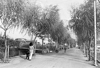 昭和51年、阿久根市波留地区の通り。当時の紙面には「舗装道路の左側に三十四本、右側に五十本のしだれ柳が植え込まれ、見事な風景をかもし出している」とあり、同市が戦後初めて都市計画を進めようとしているところ、と伝えている。