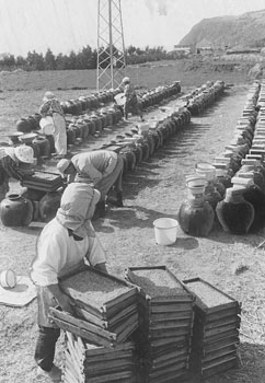 昭和53年3月、旧福山町のもろみの仕込み。当時の紙面は「黒い酢がめが田んぼに並ぶ。昼に太陽で暖め、夜の冷気で冷やす、自然の恵みだけで作るこの製法は国内で同町が一カ所」と報じている。