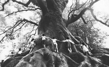 昭和39年7月、蒲生町の大クス。当時の紙面は「蒲生小の児童二十五人が手をつなぎ、ようやく根元を取りまけた。三十六年のくれ、根元の空洞に住みついた浮浪者がたき火でボヤをおこし、関係者をあわてさせた」と伝えている。