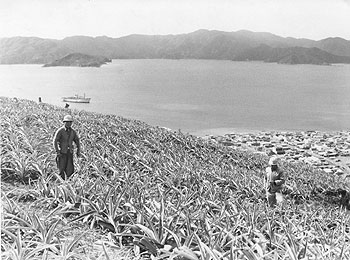 昭和３７年３月、瀬戸内町が所得倍増を目指して力を入れるパイン農園。紙面は「バナナ、パインの生産に最適地とされ、それぞれの作付け面積が増えている。特にパインは台風や干ばつに強いため有望。作付け面積７０ヘクタールで１１万８０００キロ、７３５万円を稼いだ。大島パイン会社の製缶工場も建って加工を始めており、さらに山頂まで切り開いたパインの大農園がつくられ、作付け６００ヘクタール、３億円以上の収益をあげる計画が進められている」と伝える。