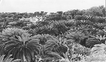 昭和５３年６月、奄美大島北東端のあやまる岬に広がるソテツ樹林。紙面によると「奄美十景のひとつに数えられる雄大な景観。海岸線にはソテツの自生林が広がり、左に笠利岬、眼前に太平洋と東シナ海が迫る。波打ち際では潮騒（しおさい）が心地よい」などと伝えている。