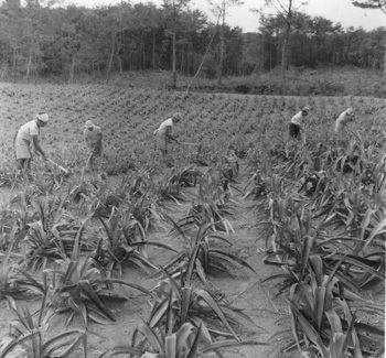 昭和３１年１０月２２日、沖永良部の知名町営の農園に実ったパイナップル。紙面によると「復帰前に沖縄から苗６００本を輸入し植え付け。昨年は５００個余り果実をつけ、また１０００本を植え付けた。パインの缶詰工場も建設予定があり、前途は洋々。将来的に５０町歩を目指す」などと伝えていた。
