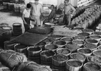 昭和３２年５月９日、沖永良部島の奄美興発和泊事業所が黒糖５０００タルを生産。当時の紙面では「奄美群島最大の製糖施設で、和泊の製糖工場は１億円を投じて建坪３５０坪、１００トン規模の施設を完工した。今期は３月初旬から操業し、５０００タルの実績をあげ、５月１日に操業終了した」と報じている。