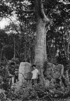 昭和４５年１１月、徳之島の中央部にそびえる丹発山（天城町）に見られる、根が屏風（びょうぶ）のように地面に張り出した“板根”。紙面では「学術上も貴重と注目を集めているが、近年盗掘・伐採が相次いでいる。天城町は『早急に天然記念物に指定を』と保護を訴える。板根ができるのは主にオキナワウラジロカシの大木。大きいもので高さ２メートル、幅３メートルもある」などと伝えている。