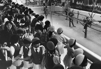 昭和５９年１１月２０日、一般公開初日、初対面したコアラに「かわいい」を連発する見物客。夕刊の紙面によると「日本到着から２６日、やっと公開されたコアラを一目見ようと見物客が続々。朝食時間に１５００人がご対面。２匹は止まり木でユーカリの葉を食べながら、かわいらしい目をぱちくり。ガラス越しに見入った入園者らは『かわいい！』『ぬいぐるみみたい』と口々に連発していた」と伝えている。