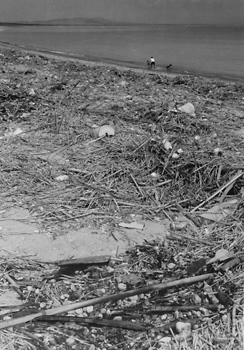 昭和５９年９月２７日、石油備蓄基地建設に揺れる東串良町柏原海岸が、大量の流木、枯れ草、軽石などに覆われた。当時の紙面によると「夏の集中豪雨の結果、肝付川に流れ込んだゴミが志布志湾へ流れ込み、浜に打ち上げられたらしい。延々１キロにわたっており、付近の人たちも『これほど大量のゴミは近年なかった』と驚く。早くも消えた白砂青松だが、『どうせ埋める海』と汚れたままにはしておけない」などと伝えている。